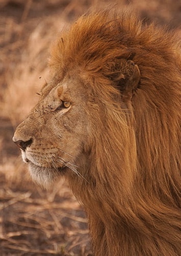 Askari